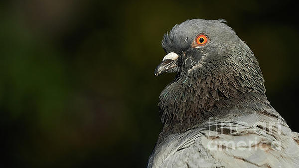 Rock Pigeon Columba livia La Caleta Beach Cadiz by Pablo Avanzini Rock Pigeon Columba livia La Caleta Beach Cadiz by Pablo Avanzini