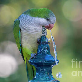 Monk Parakeet Driking Water from Iron Fountain Blurred Background Cadiz